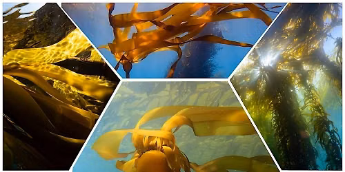 BLUE FORESTS: Growing Hope for Kelp Along Our Coasts