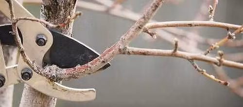 Beskj\u00e6ring og revitalisering av frukttr\u00e6r