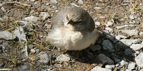 Bird Behavior STEM Camp