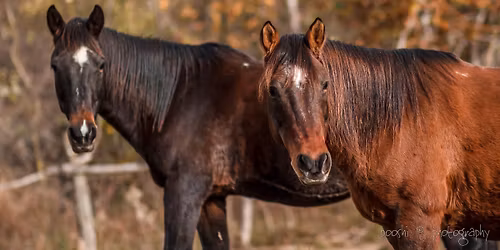 30 \u00e9ve Magyarorsz\u00e1gon \u2013 A kazak zs\u00e1bi fajta \u00fcnnepe