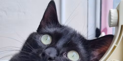 The Kit-Tea Caf\u00e9 Pur-Fect Spring Fayre