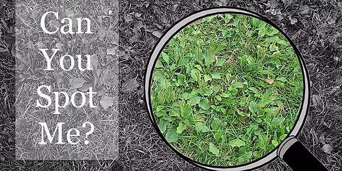 Plants Through Time: From Tradition to Today