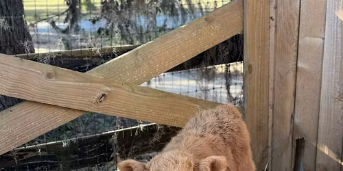 Fall Harvest Festival