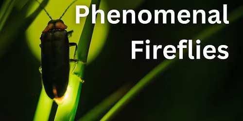 Phenomenal Fireflies