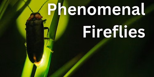 Phenomenal Fireflies