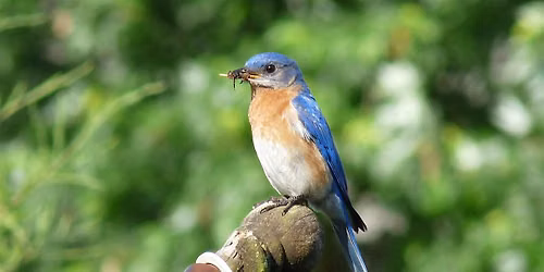 Summer Evening Bird Walk