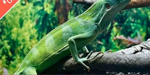 Amazing Animals: Forests & Conservation