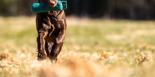 M\u00f6lli WT-koe, Hattula (PM tukitapahtuma)