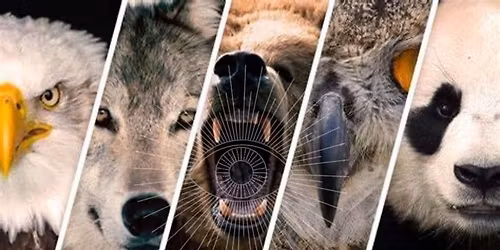 Formation COMMUNICATION ANIMALE Niveau 2 PERFECTIONNEMENT