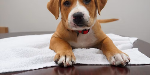 Affordable Spay and Neuter Clinic