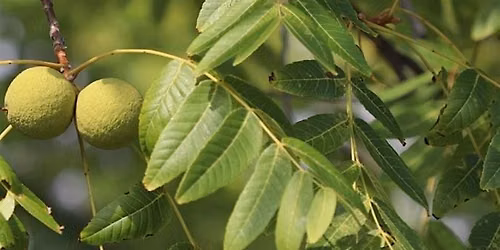 Tree Collection Walk: Walnuts and Hickories