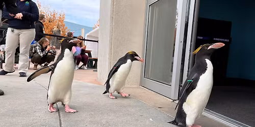 Penguin March