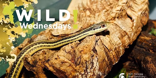Wild Wednesdays! Slither Science