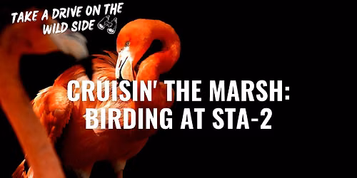 Cruisin' the Marsh: Birding at STA-2