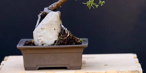 Bonsai Seminar....Free