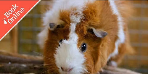 Amazing Animals: Fluffy Animals