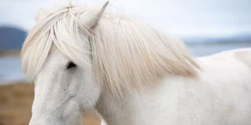 A Magical Visit From Iceland