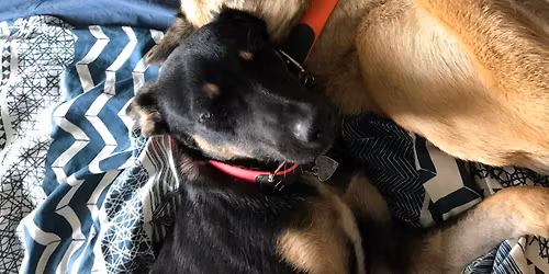 S\u00e9ance osteo canin ( iofa)