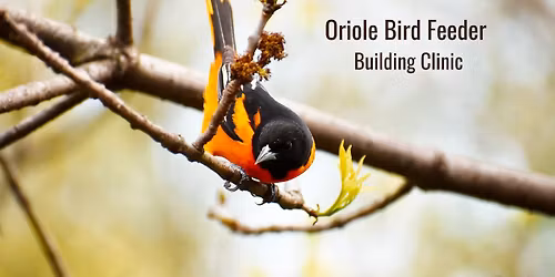 World Migratory Bird Day: Oriole Bird Feeder Building Clinic