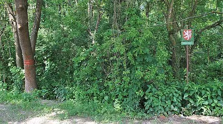 Brig\u00e1da - \u010dist\u011bn\u00ed Ol\u0161\u00ed