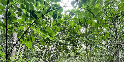 Black Girls Hike x London Wildlife Trust: Sydenham & Dulwich Woods