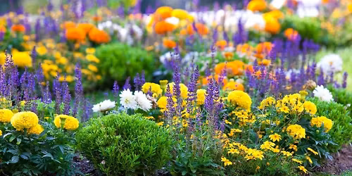 Van Wert Plant Sale