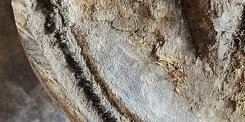 Initiation au parage : comprendre et prendre soin du pied de ton \u00e9quid\u00e9