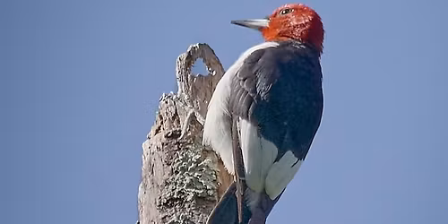 Backyard Conservation: Birds