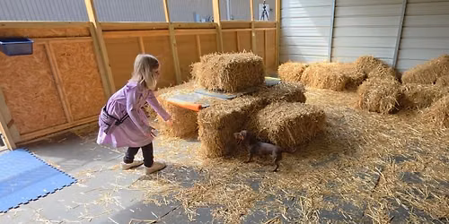 Kids in Dog Sports | Barn Hunt