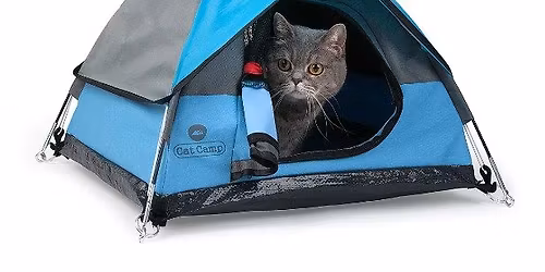 December SCHOOL'S Out Cat Camp