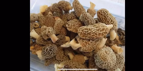 Morel Mushroom \ud83c\udf44 Fest 2026