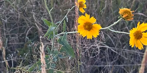 Nature Journaling at Hope Road