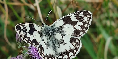 Guided Butterfly Walk at Alexandra Park North London N22