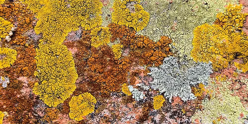 Lichens 101: Biology, Ecology and Diversity 