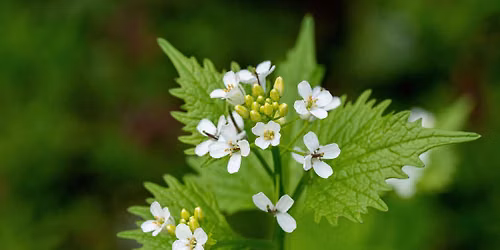 Balade d\u00e9couverte plantes comestibles et m\u00e9dicinales