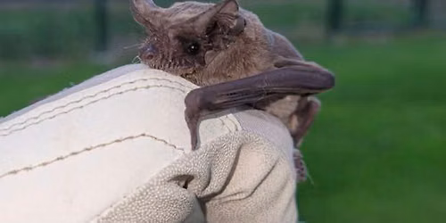 NorCal Bats are Back! Come see the Live Bats!