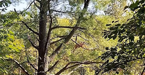 Sit Spot Club:  A place, a group, and an hour with the trees. Free.
