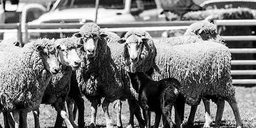 Yea Show Yard Dog Trial