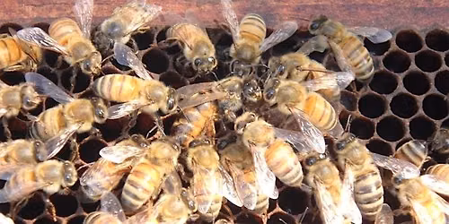 Intro to Beekeeping workshop-Sat., Aug. 29th, 9am-3pm