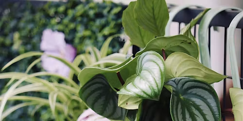 A Evening of Pints & Plants