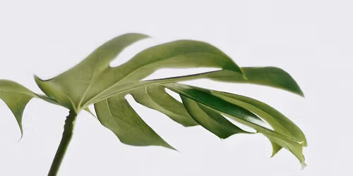 Creator\u2019s Networking & Mastermind 