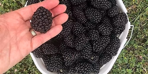 Farm Tour to O'Neal Berry Farm - Thursday, June 25