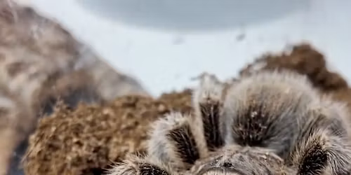 Homeschool Day: Arachnids