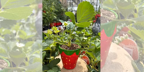 Craft Collective: Strawberry Paint & Plant at Beaver Bark \ud83c\udf53\ud83c\udfa8
