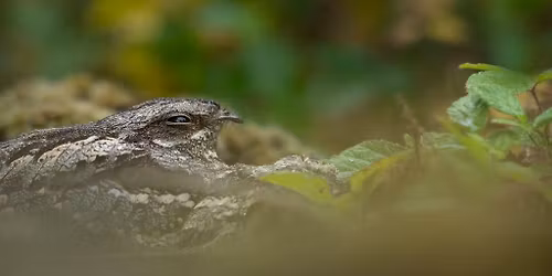 Night Wildlife and Nightjar Guided Walk with dinner