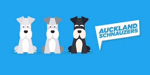 June Schnauzer Walk 