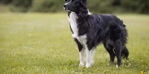 D og B Runderingsstevne