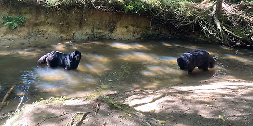Club Walk - Totara Park
