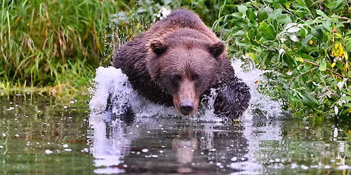 Bear Safety Foundations - Anchorage