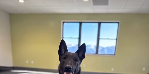 Basic Obedience - 6 months and older 